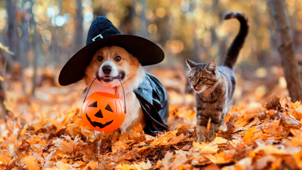 Halloween Pet Costume